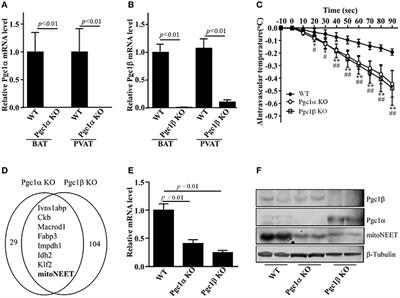 MitoNEET in Perivascular Adipose Tissue Blunts Atherosclerosis under Mild Cold Condition in Mice